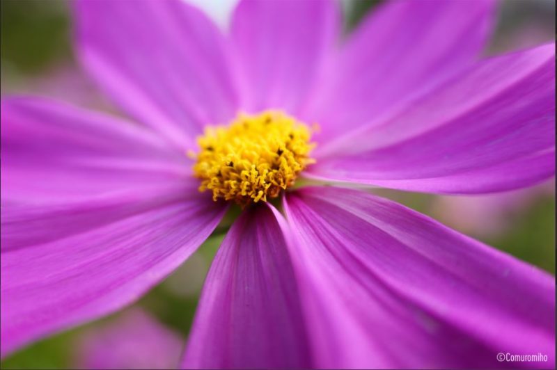 Foto scattata con DC-S5M2X + LUMIX S 28-200 mm F4-7.1 MACRO O.I.S. (S-R28200) 1/320 sec, F4.1, ISO 100