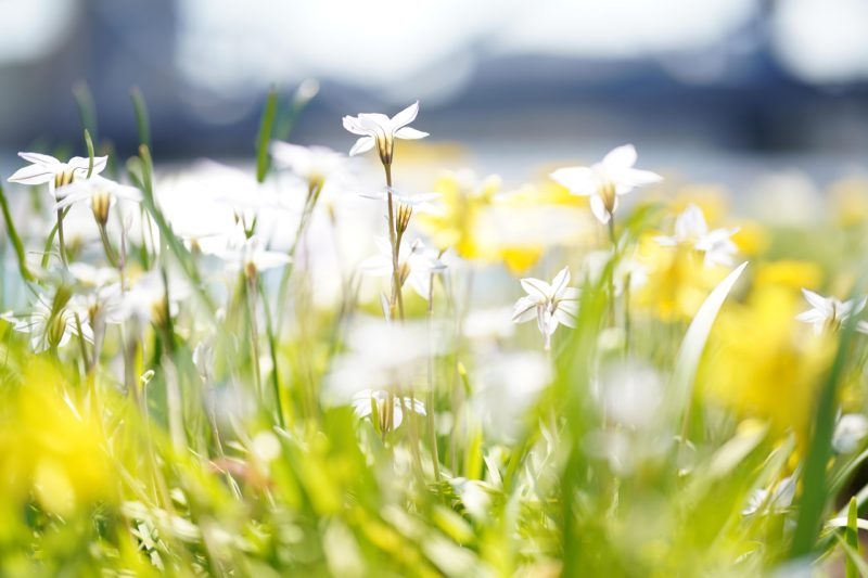 Foto scattata con Sigma 50mm F1.2 e Sony α7R IV - 1/4000s - F1.2 - ISO 100 - Ph. Takashi Shikano