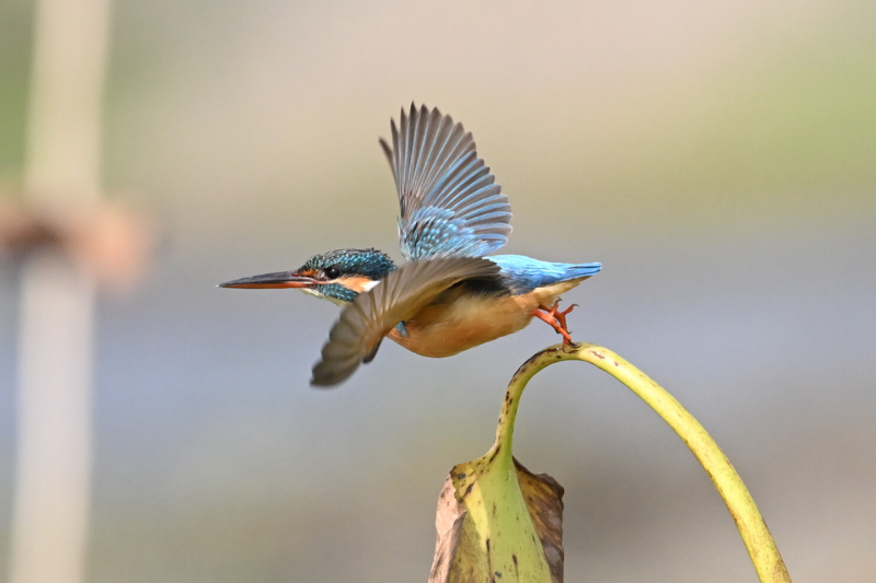 Foto scattata con Nikon Z6 III