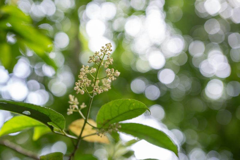 Esempio di bokeh realizzato con Sigma art 28-45mm F1.8 dg dn art