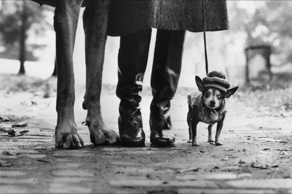 Fotografia di cani scattata da Elliott Erwitt