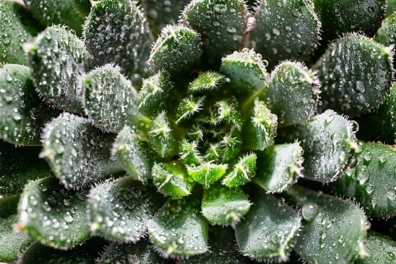 Foto scattata con Tamron 90mm F2.8 Macro