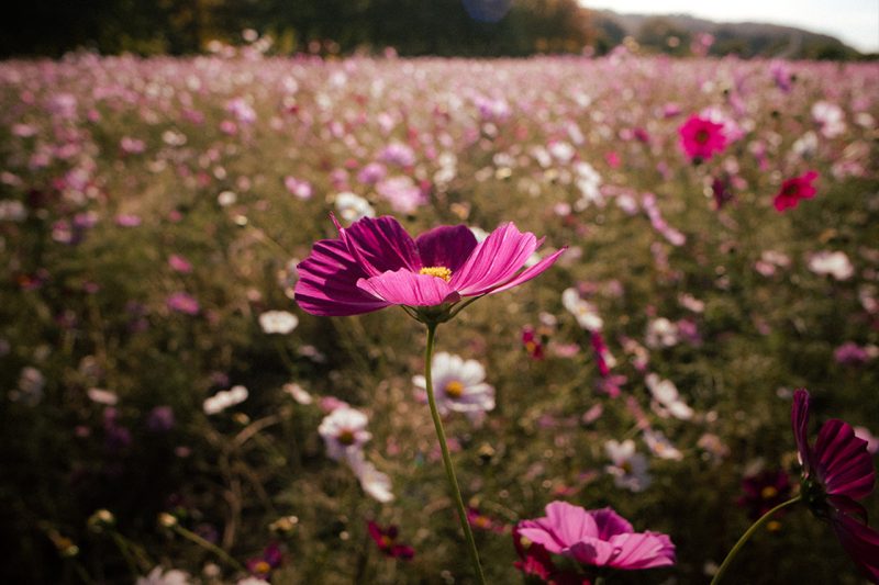 Foto scattata con Samyang AF 12mm F2-0 RF-S
