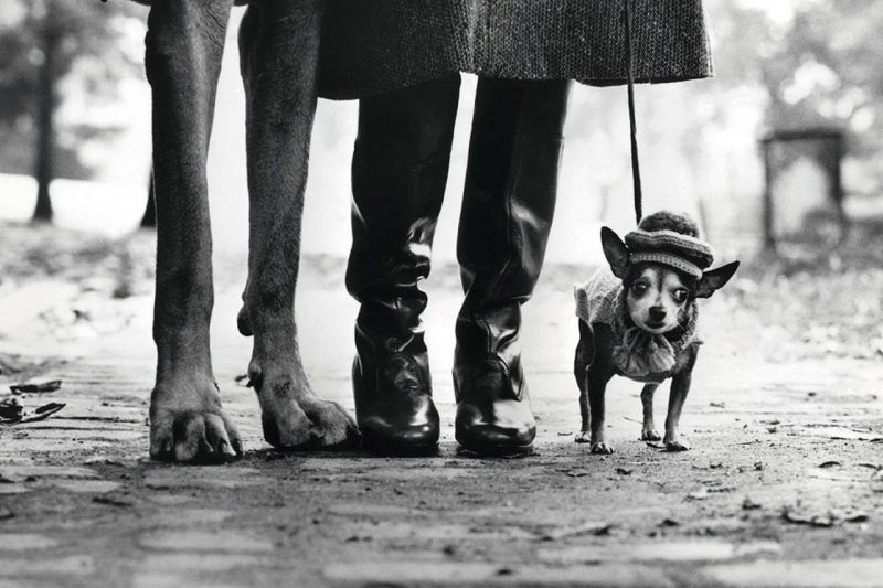 Fotografia di cani di Elliott Erwitt