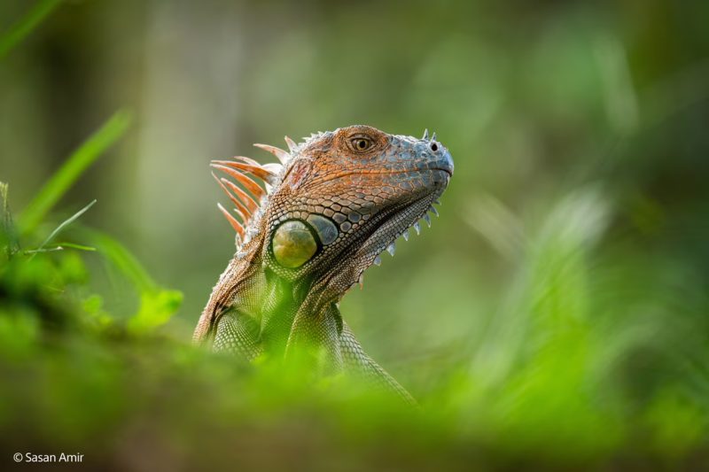 Foto wildlife scattata con Sony FE 400-80mm F6.3-8 