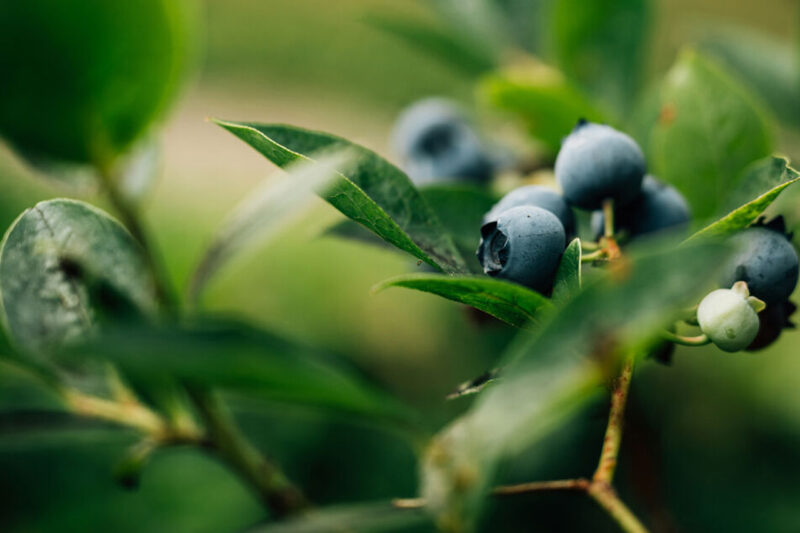 Nikkor Z DX 16-50mm F2.8 R VR fronte bokeh