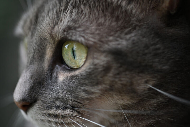 Foto scattata con Nikkor Z DX MC 35mm F1.7 
