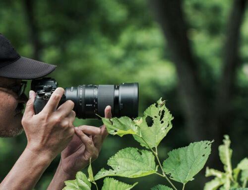 Sony FE 100mm F2.8 Macro GM OSS: la migliore lente macro?