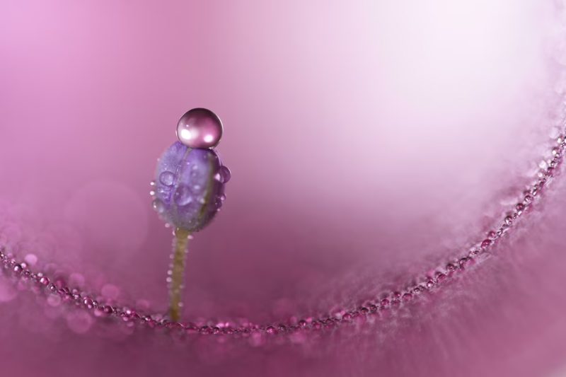 Sony FE100mm bokeh