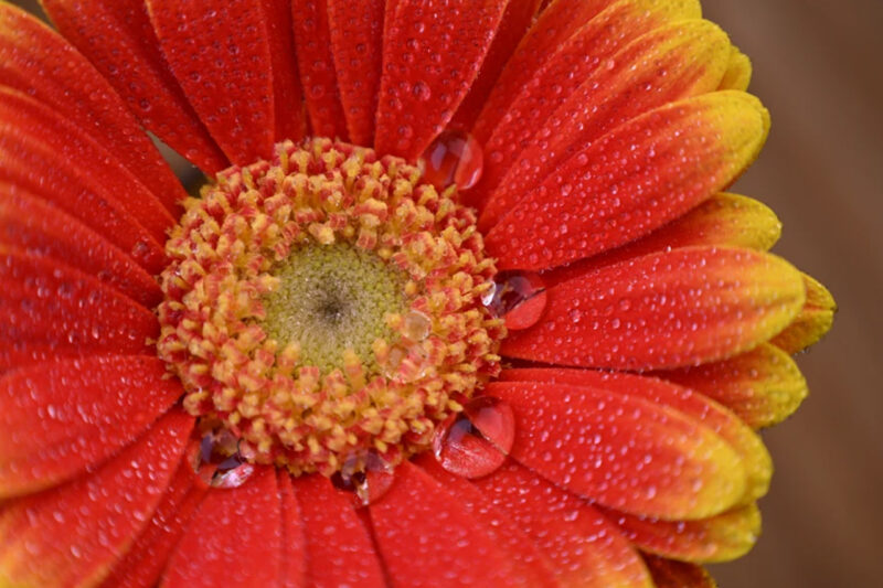 Foto di tipo macro scattata con Nikkor Z 24-105mm F4/7.1